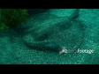 Stingray 1385